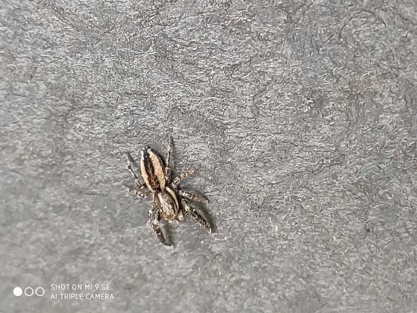 Pseudicius encarpatus - kéregugrópók