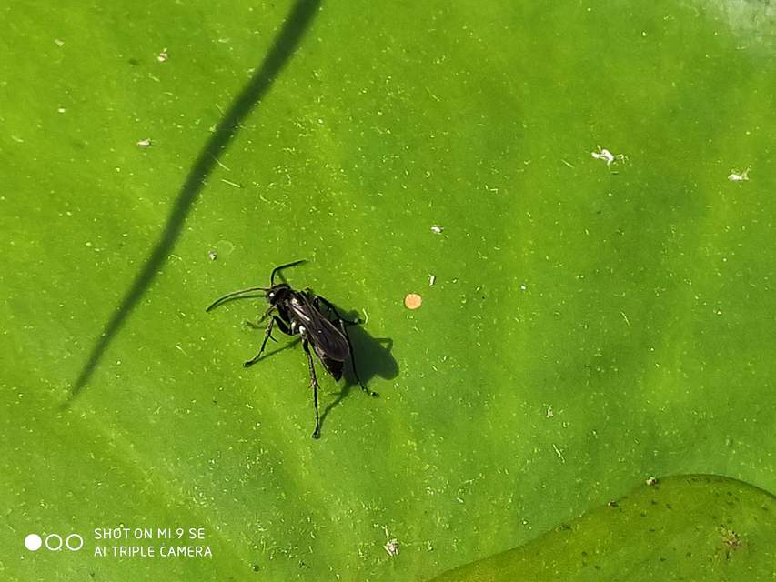 Pompilidae - útonállódarazsak
