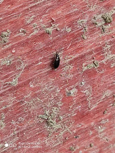Phyllotreta