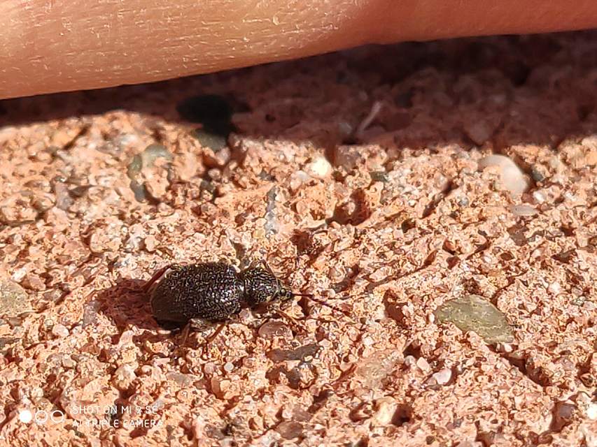 Otiorhynchus ovatus - apró gyalogormányos