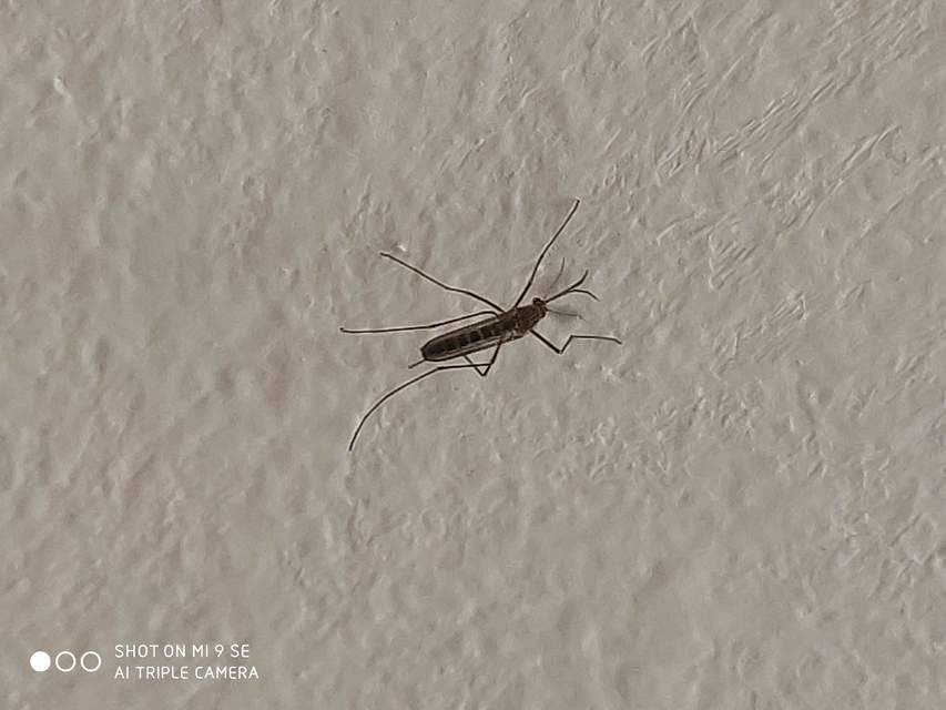Culicidae - csípőszúnyogok