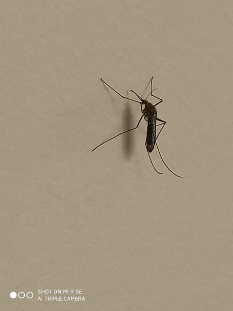 Culicidae - csípőszúnyogok