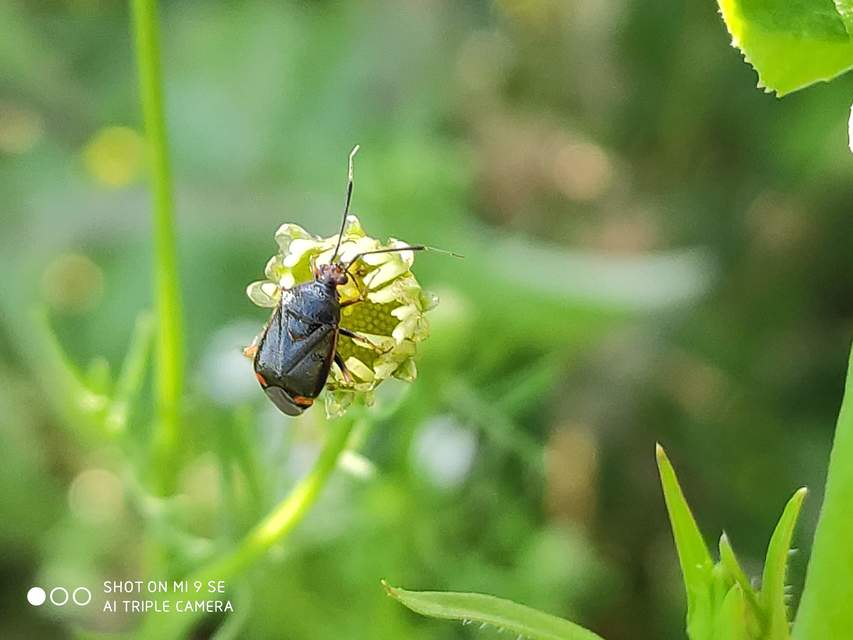 Deraeocoris ruber - vöröses mezeipoloska