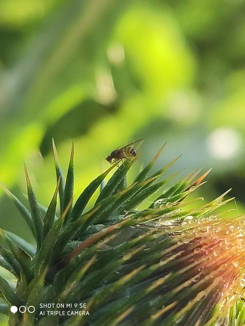 Scaptomyza pallida