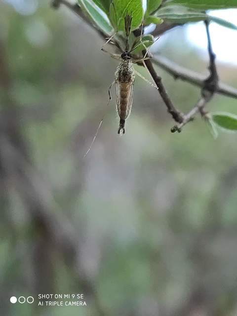 Culicidae - csípőszúnyogok