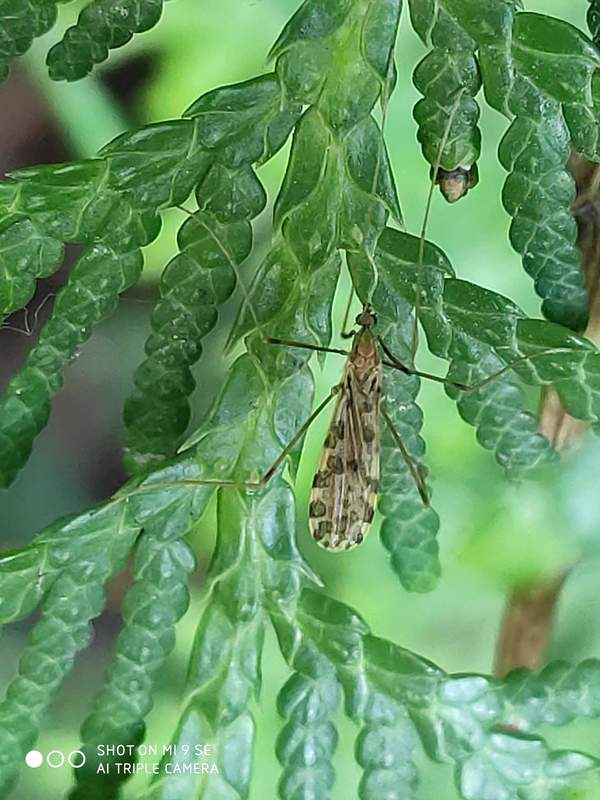 Ilisia maculata
