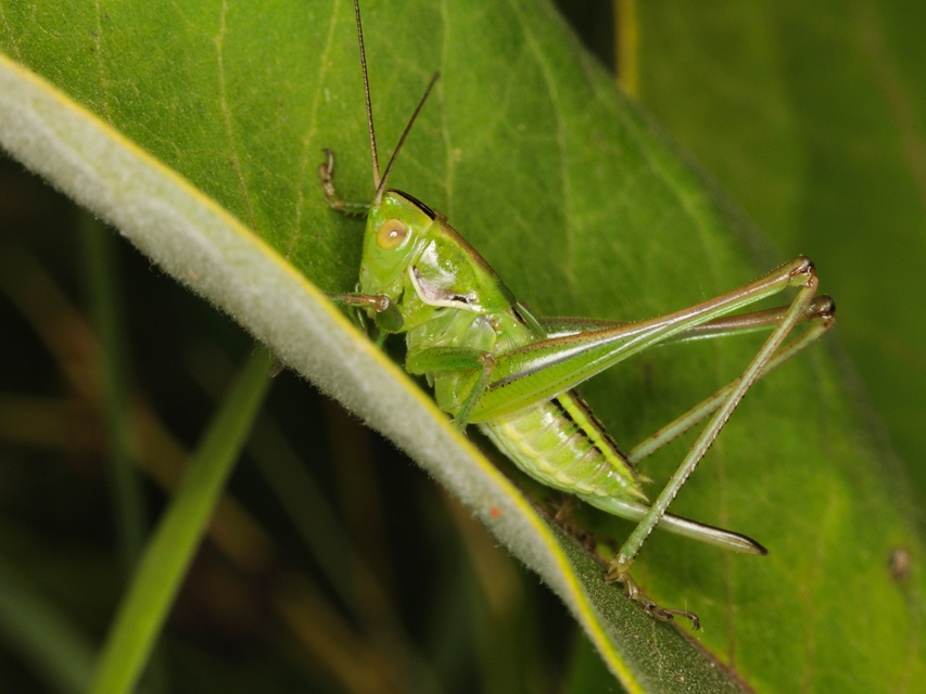 Gampsocleis glabra - tőrös szöcske