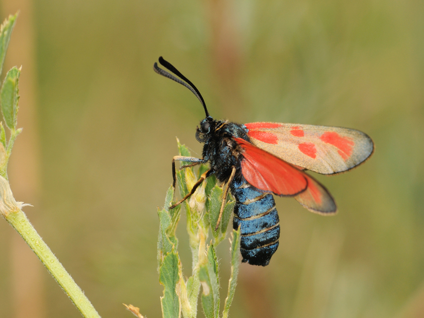 Zygaena loti - közönséges csüngőlepke