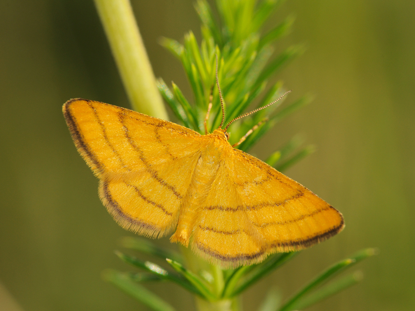 Idaea aureolaria - aranyos sávosaraszoló