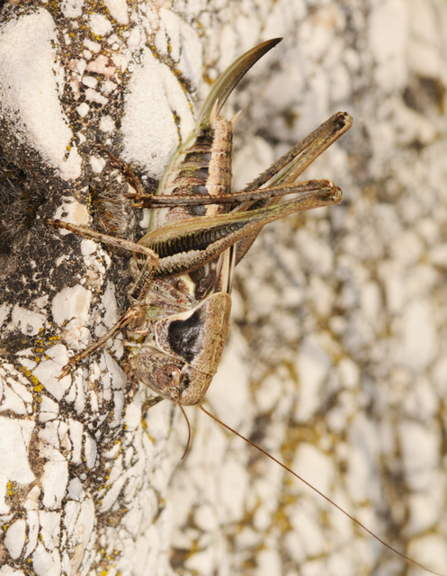 Platycleis