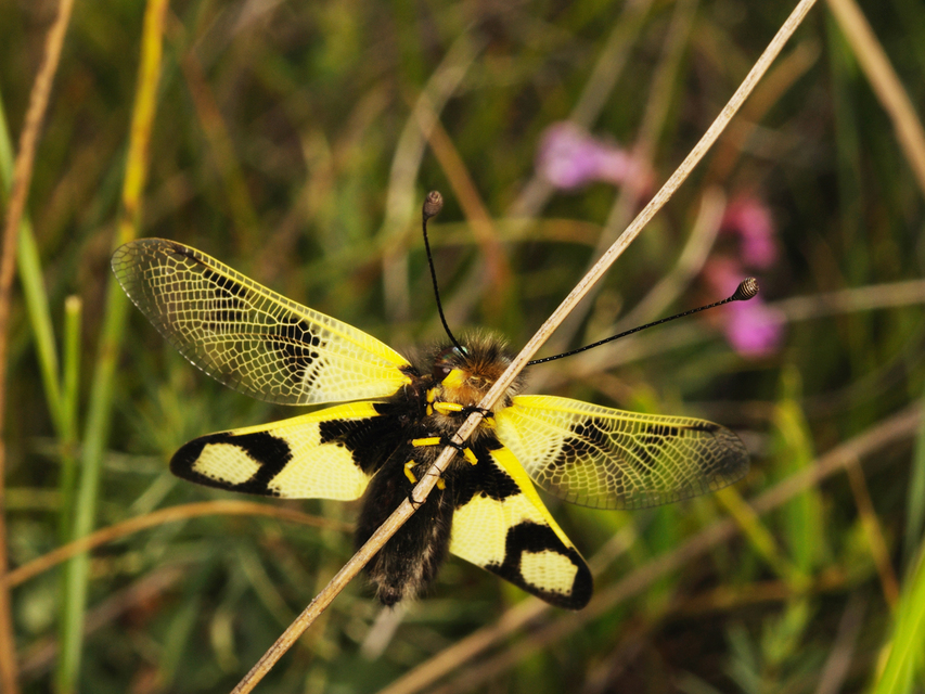 Libelloides macaronius - keleti rablópille