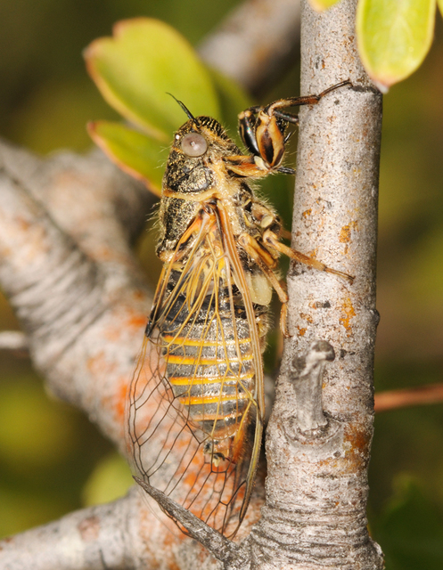 Cicadetta montana