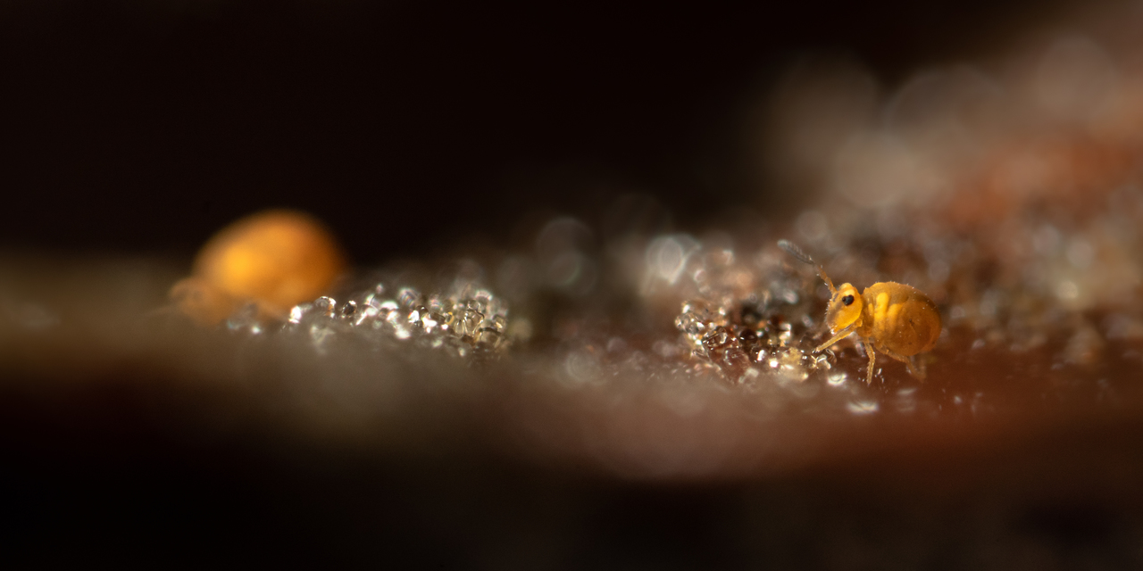 Sminthurinus aureus
