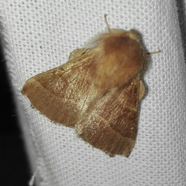 Malacosoma neustria - gyűrűsszövő