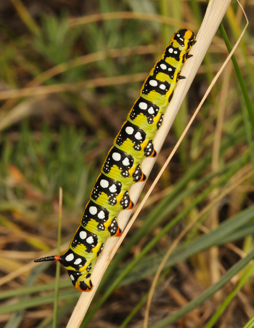 Hyles euphorbiae - kutyatejszender
