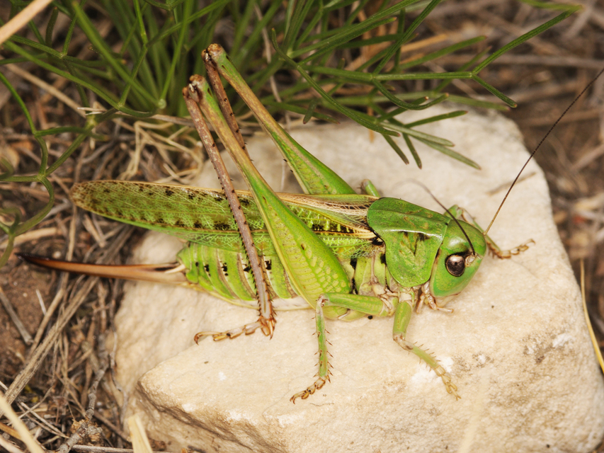 Decticus verrucivorus - szemölcsevő szöcske