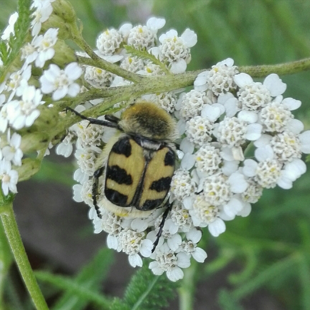 Trichius sexualis - keleti prémesbogár