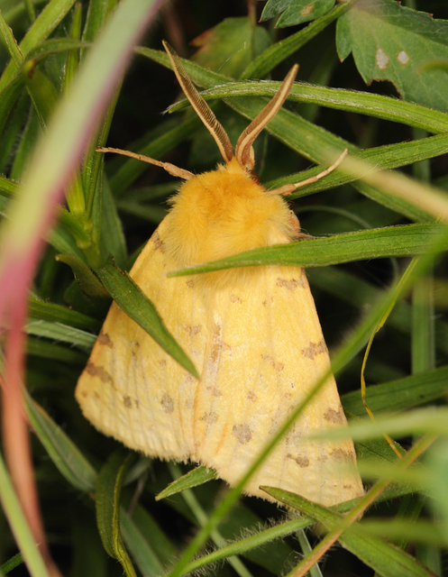 Rhyparia purpurata - bíborszínű medvelepke
