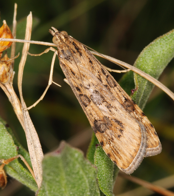Nomophila noctuella - közönséges vándormoly