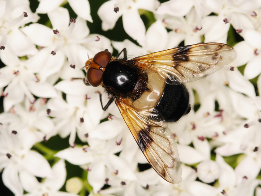 Volucella pellucens - üvegpotrohú pihelégy