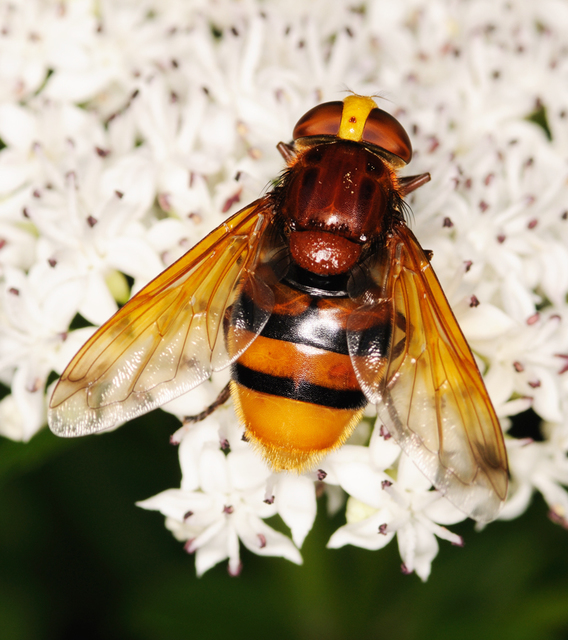 Volucella zonaria - kétöves pihelégy