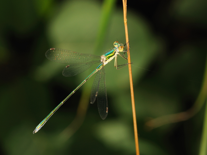 Lestes virens vestalis - kis rablószitakötő