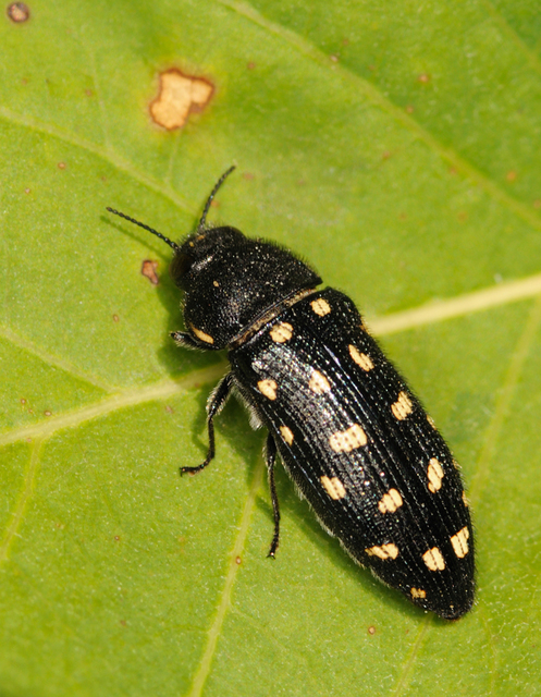 Acmaeodera degener - sárgafoltos zömökdíszbogár