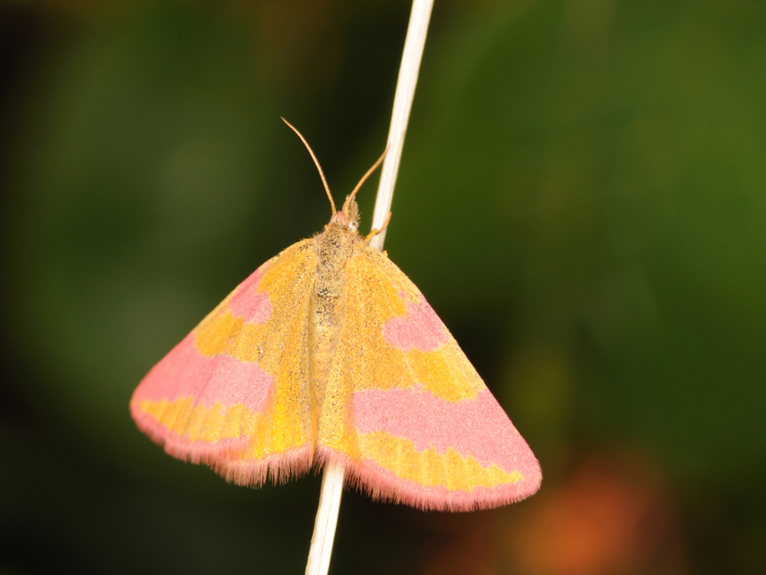 Lythria cruentaria - bíborcsíkos araszoló
