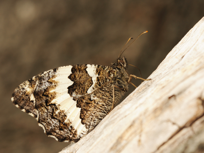 Brintesia circe - fehéröves szemeslepke