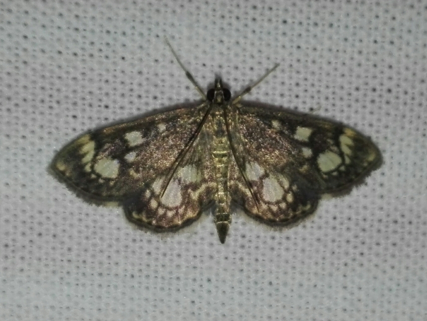 Anania coronata - koronás dudvamoly