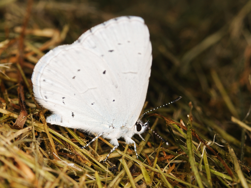 Celastrina argiolus - bengeboglárka