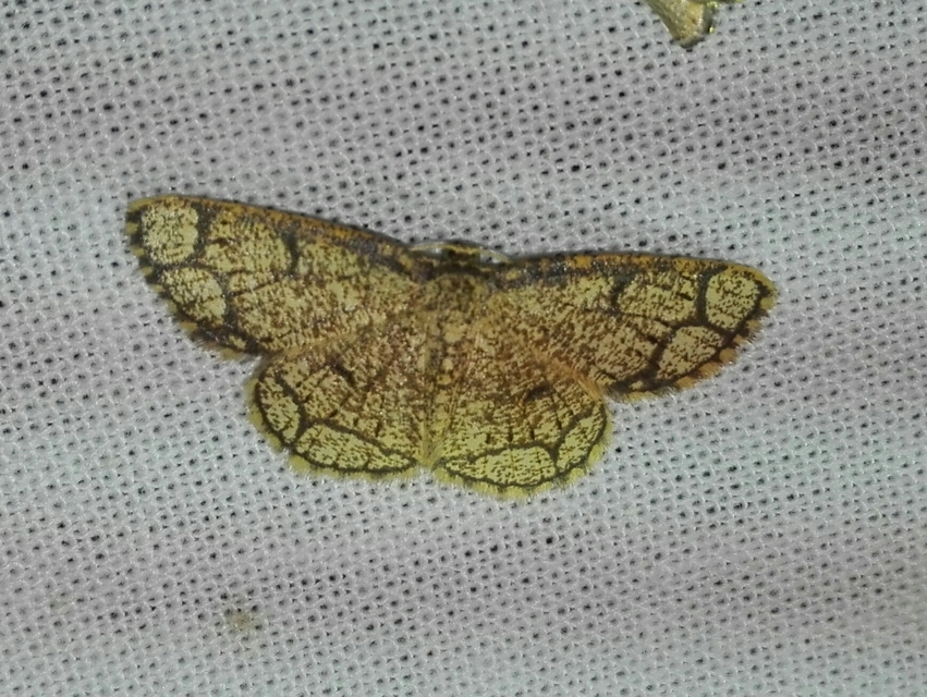 Stegania cararia - gyűrűs nyáraraszoló