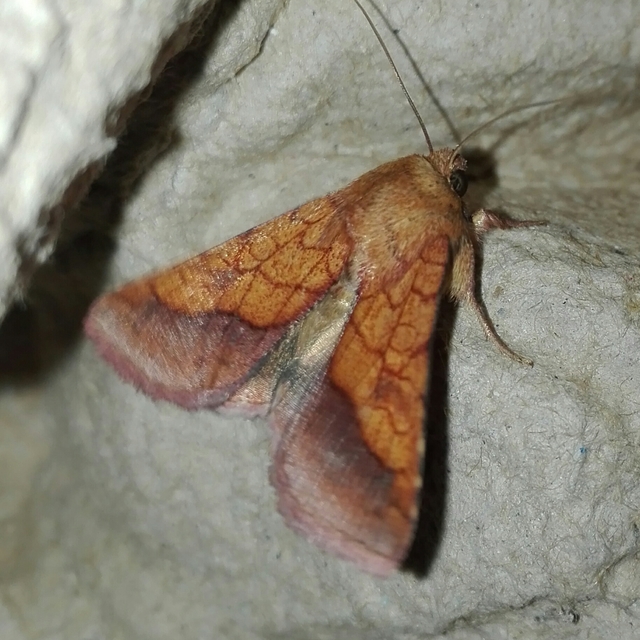 Pyrrhia umbra - iglicebagoly