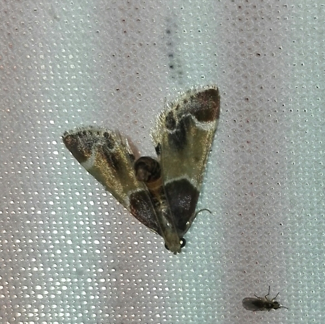 Pyralis farinalis - lisztilonca