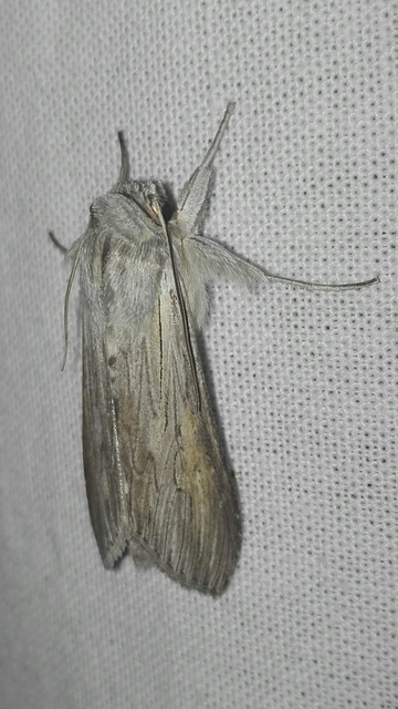 Cucullia umbratica - közönséges csuklyásbagoly