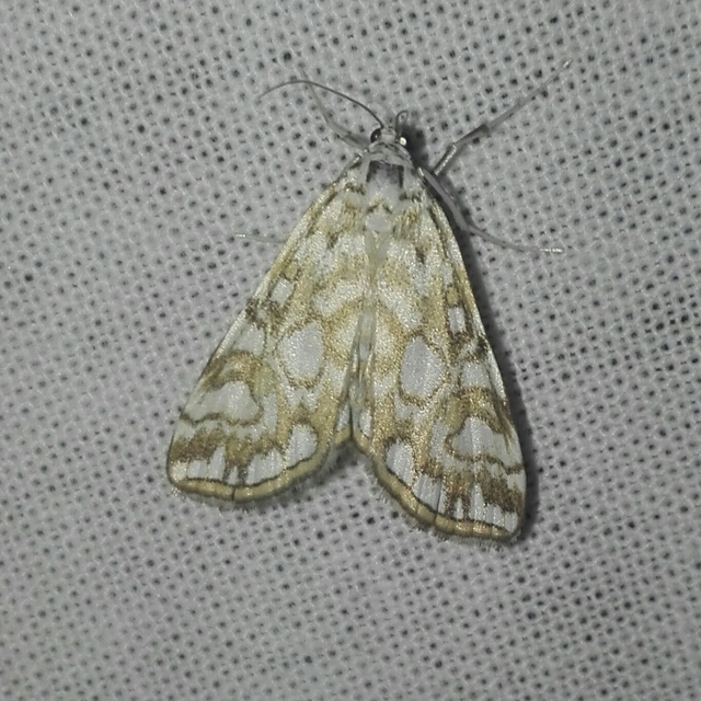 Elophila nymphaeata - tarka vízimoly