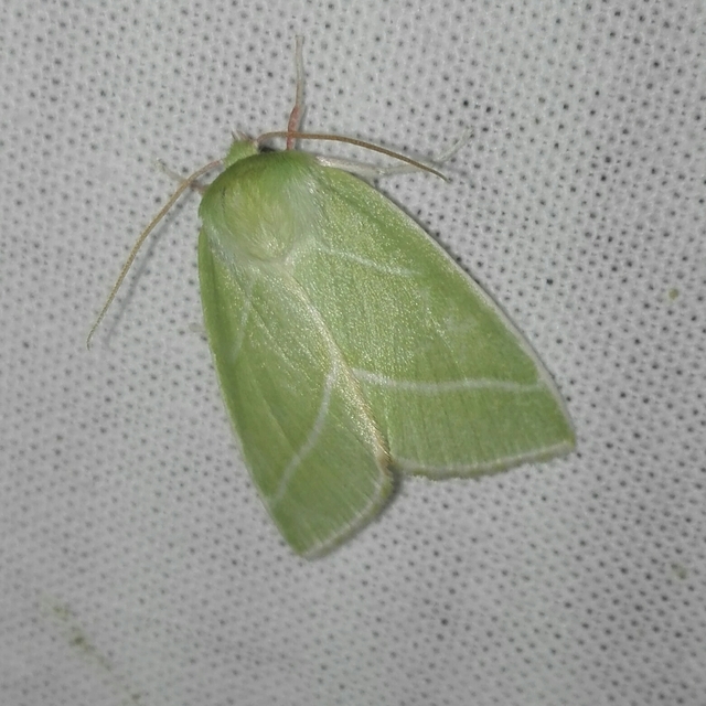 Pseudoips prasinana - bükkfa-zöldbagoly