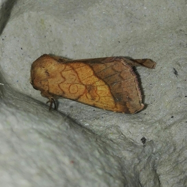 Pyrrhia umbra - iglicebagoly