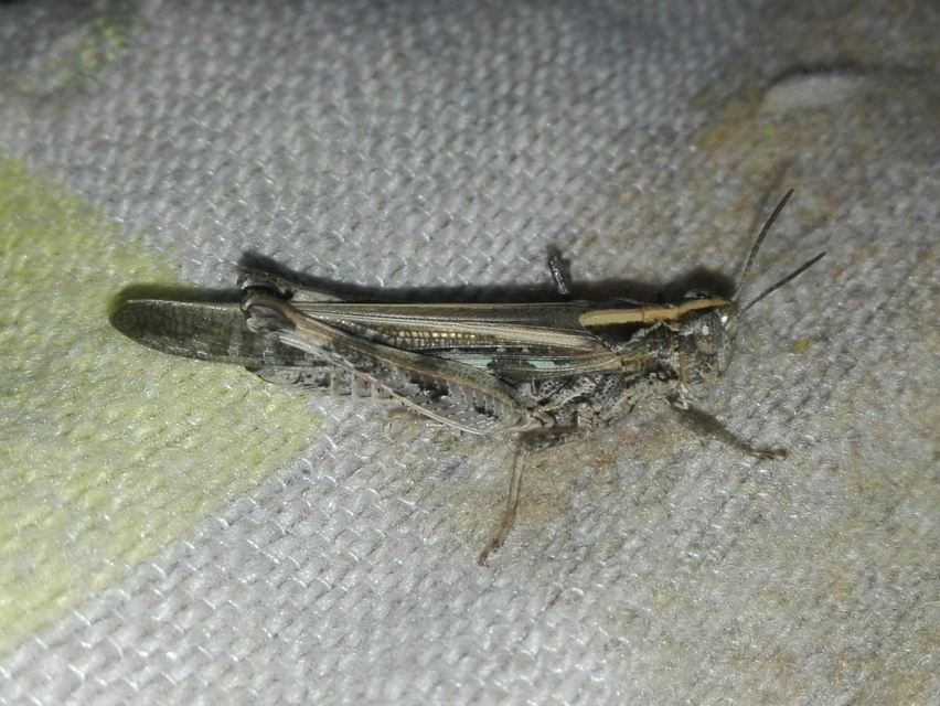 Epacromius coerulipes - sziki sáska