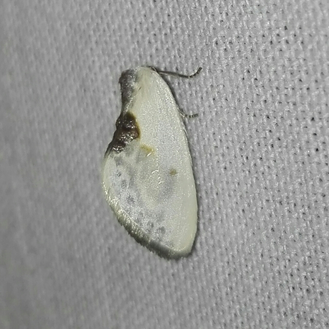 Cilix glaucata - törpe sarlósszövő