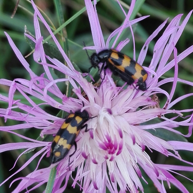 Mylabris pannonica - pannon hólyaghúzó Mylabris pannonica - pannon hólyaghúzó