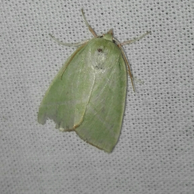 Pseudoips prasinana - bükkfa-zöldbagoly