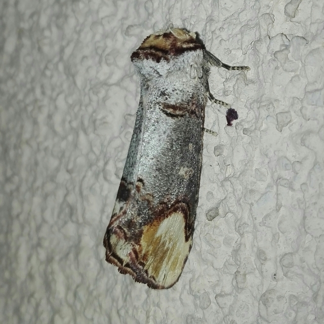 Phalera bucephala - sárgafoltos púposszövő