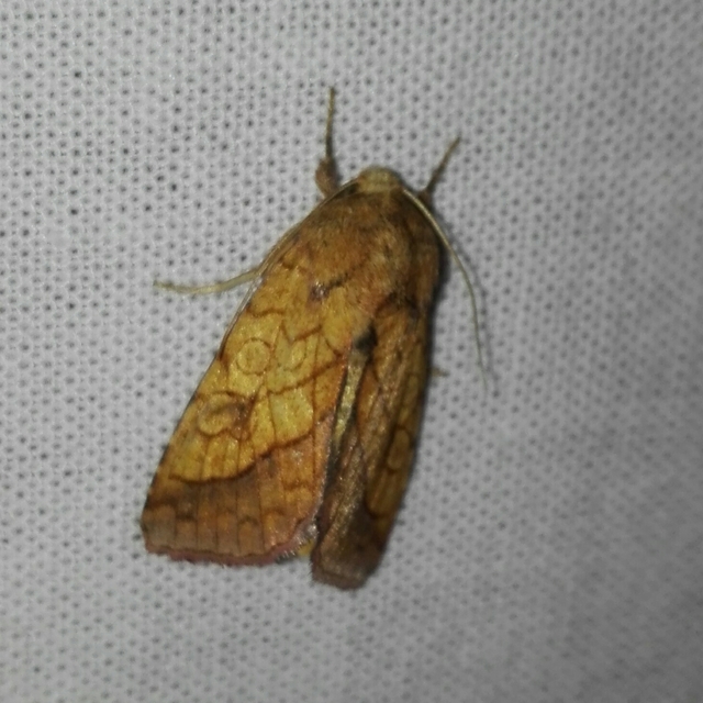Pyrrhia umbra - iglicebagoly