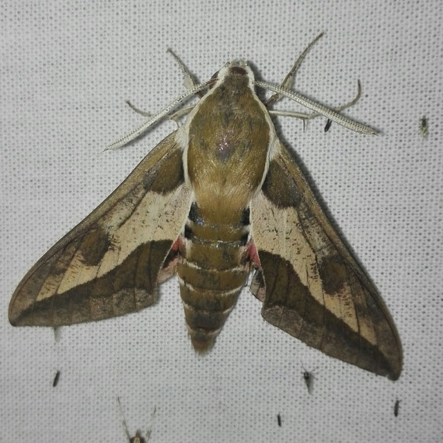 Hyles euphorbiae - kutyatejszender