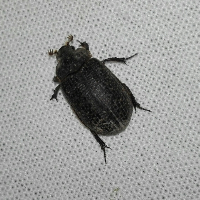 Trox cadaverinus - nagy irhabogár