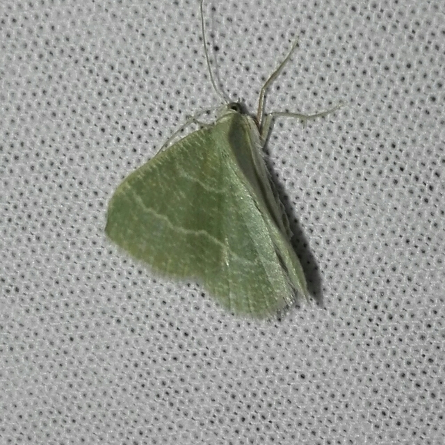 Phaiogramma etruscaria - fehérpettyes zöldaraszoló