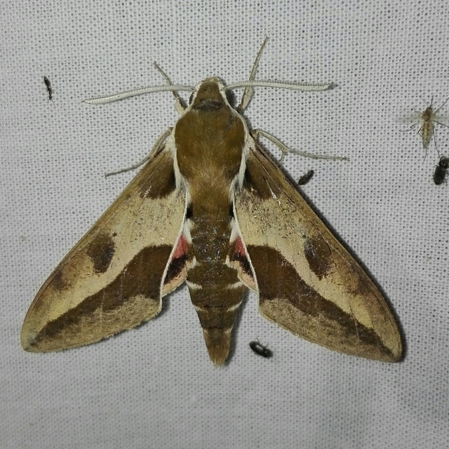 Hyles euphorbiae - kutyatejszender