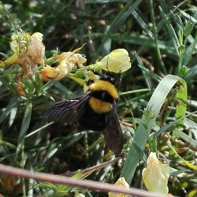 Bombus argillaceus - délvidéki poszméh