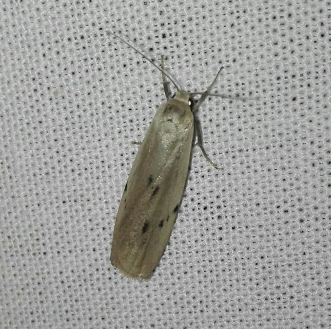 Pelosia muscerda - hamvas zuzmószövő